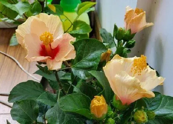 植物百科|扶桑花有几种颜色 分别都有什么颜色
