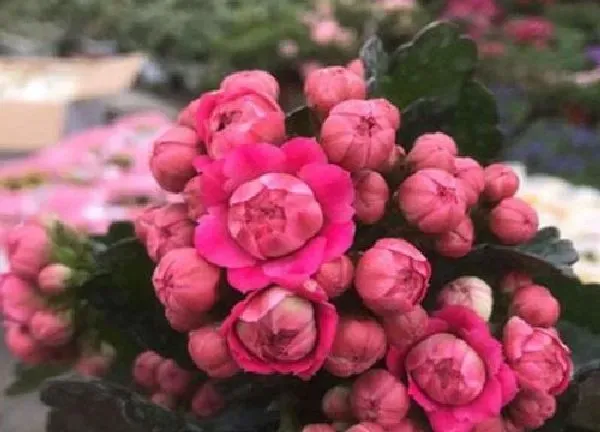 植物扦插|长寿花怎样扦插