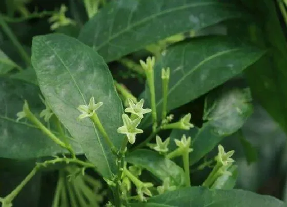开花时间|夜来香多久开花一次