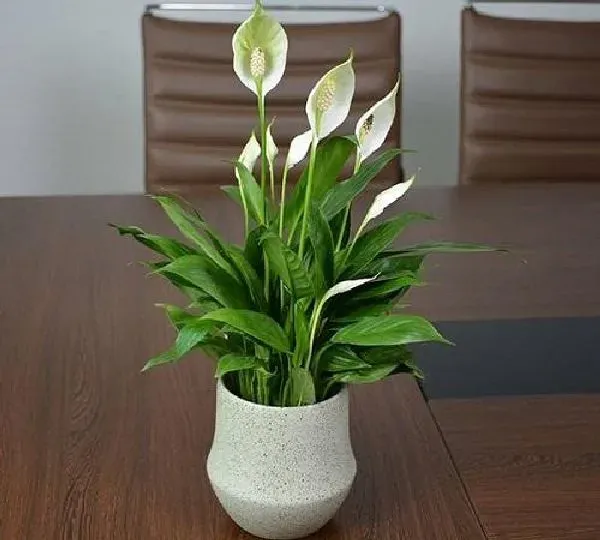 植物浇水|白掌多久浇一次水 浇水时间与频率