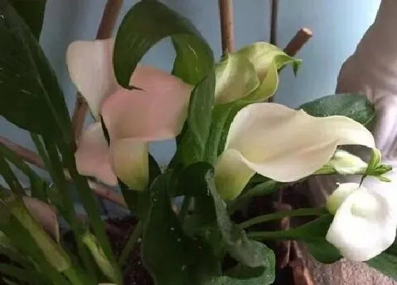 植物寓意|马莲花的寓意和象征风水