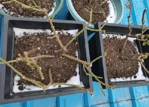 植物浇水|骨粉浇花有什么好处 用骨粉养花能养出什么效果