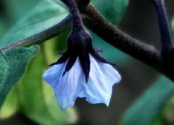 颜色花|茄子的花是什么颜色
