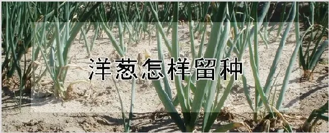 洋葱怎样留种 | 耕种资料