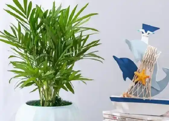 植物百科|椰子生长在什么地方