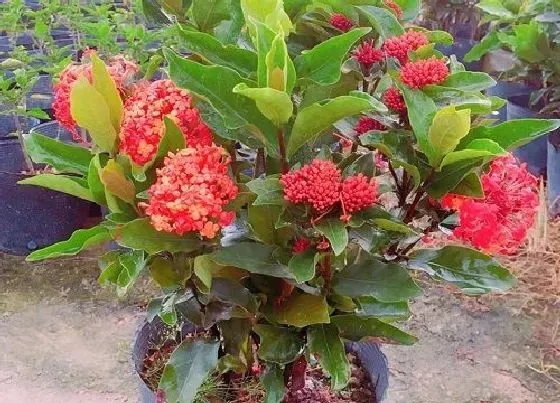 冬天植物|龙船花怕冷吗