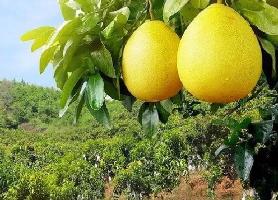 种植管理|柚子树掉果严重怎么办，柚子树结果后容易掉怎样防治）