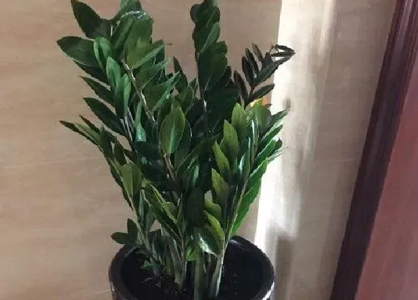 植物浇水|金钱树几天浇一次水最好