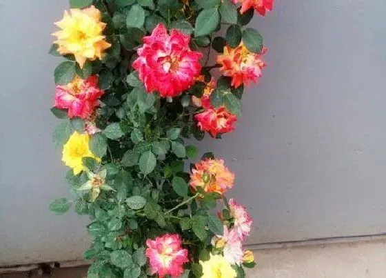 开花时间|变色龙月季一年开几次花