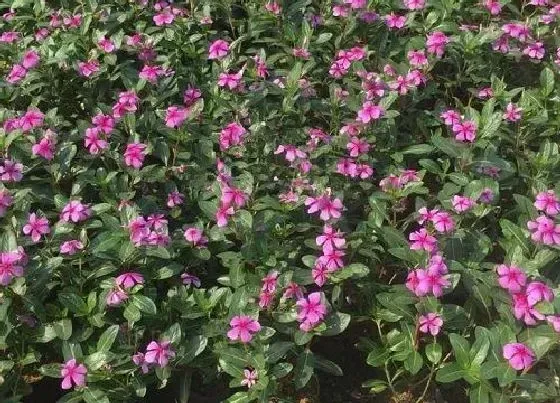 植物百科|长春花耐阴吗