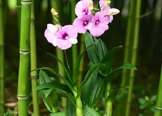 开花时间|石斛多久开花一次
