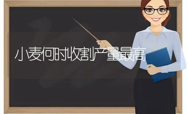 小麦何时收割产量最高 | 粮油作物种植