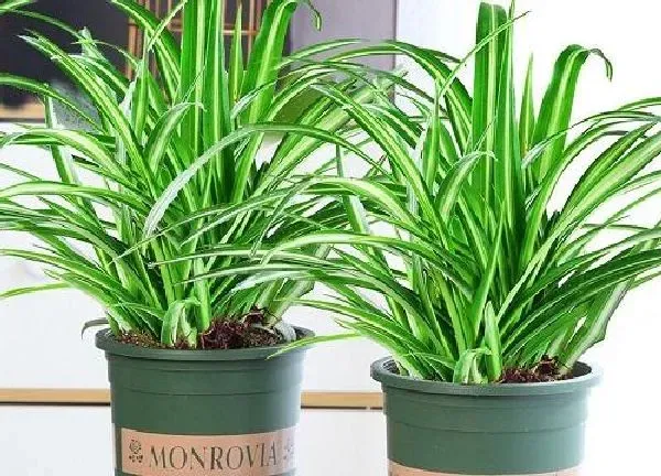 植物移栽|金边吊兰移栽注意事项 春秋季移栽吊兰方法与养护技巧