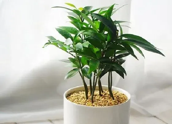 植物百科|竹柏一年能长多高