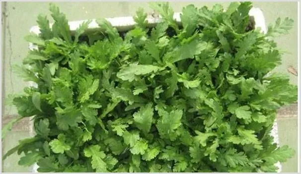 家庭阳台盆栽茼蒿的时间及方法 | 种植资料