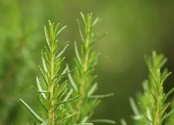 植物浇水|迷迭香多久浇一次水