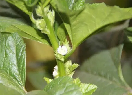 植物百科|冬苋菜是什么季节的菜