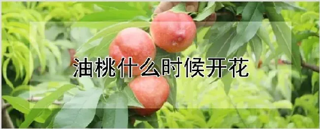 油桃什么时候开花 | 自然知识