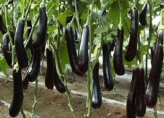 种植方法|茄子授粉时间与方式方法