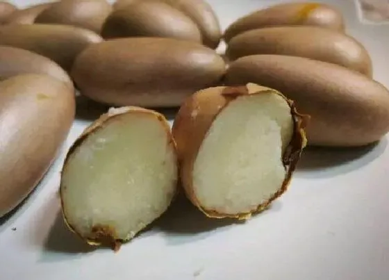 食用须知|菠萝蜜的核要煮多久才能煮熟吃
