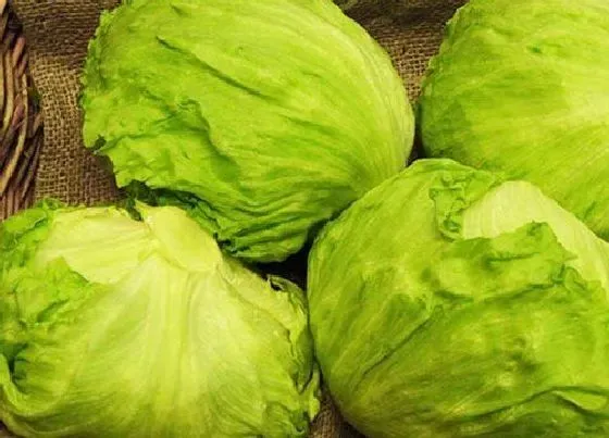 食用科普|球生菜可以生吃吗 生吃怎么处理