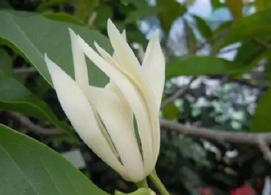 花期|黄桷兰一年开几次花