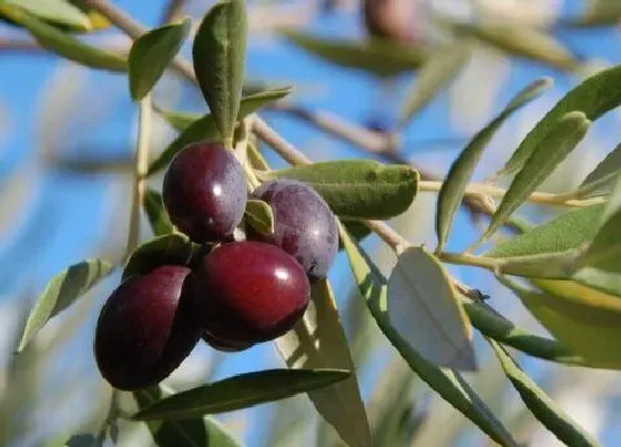 植物百科|橄榄果又叫什么名字