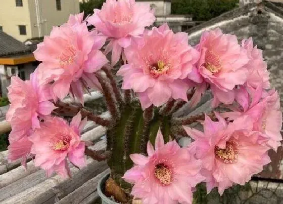 植物百科|席克氏和普通彩草区别