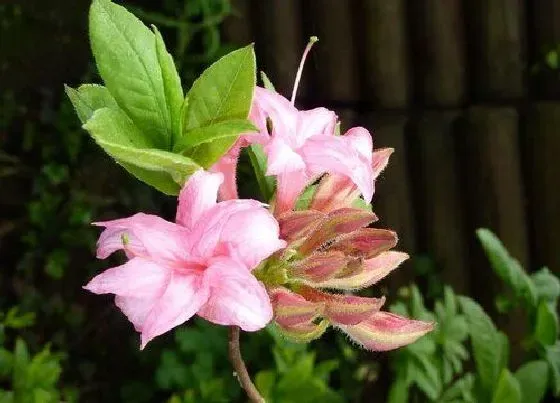 植物毒性|杜鹃花有毒吗（盆栽杜鹃花可以在室内养吗）