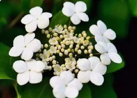花卉百科|扬州的市花是什么花 琼花的象征与寓意