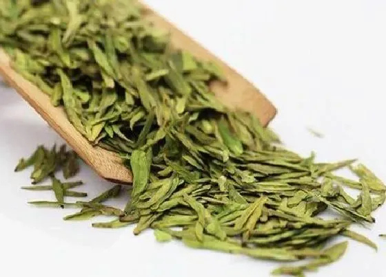 果实成熟|龙井茶采摘时间和收获季节