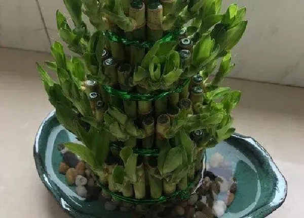 植物移栽|竹子上盆时间与养护方法