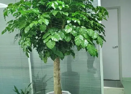 植物价格|富贵树多少钱一盆