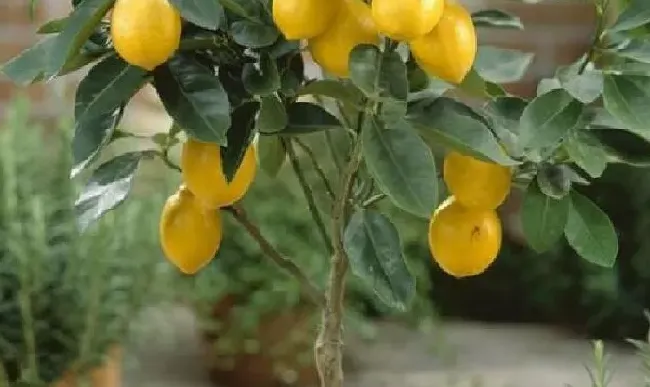 植物浇水|柠檬树多久浇一次水