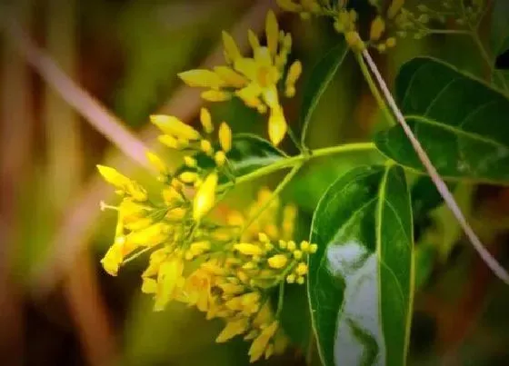 植物百科|断肠草又叫什么名字