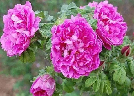 花期|平阴玫瑰花期是什么时候