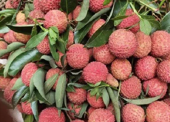 果实成熟|合江荔枝几月份成熟上市