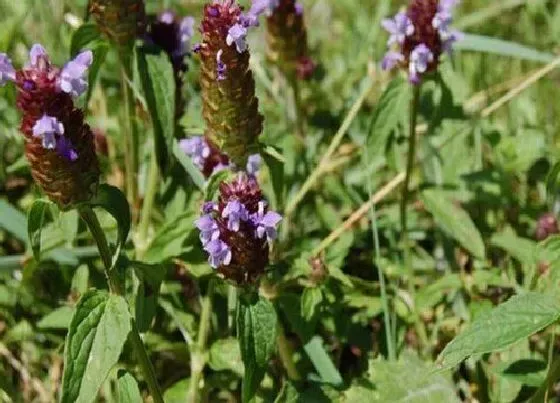 植物百科|夏枯草在农村叫什么