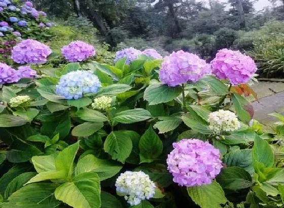 夏天植物|绣球花夏天怎么养护 夏季养殖方法