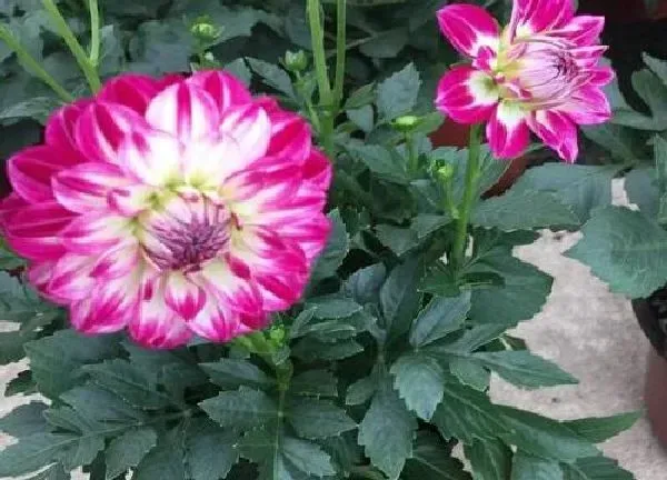 养殖科普|大丽花喜阴还是喜阳