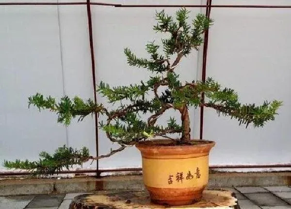 植物浇水|红豆杉盆景怎么浇水方法