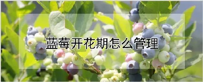 蓝莓开花期怎么管理 | 耕种资料