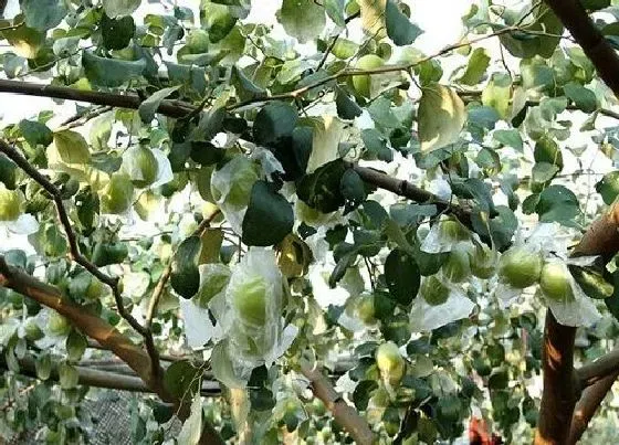 果实成熟|青枣成熟的季节是几月