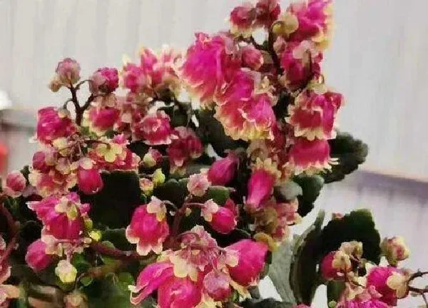 养殖科普|长寿花喜欢太阳吗