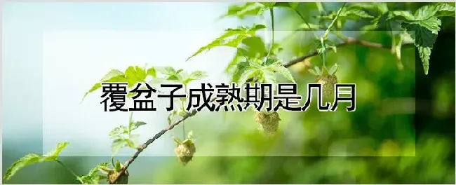 覆盆子成熟期是几月 | 耕种资料