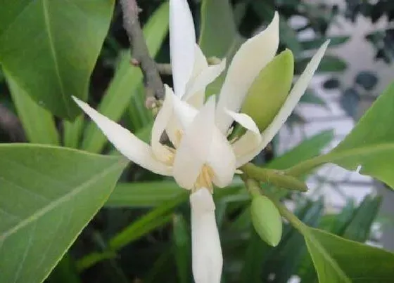 花期|黄桷兰一年开几次花