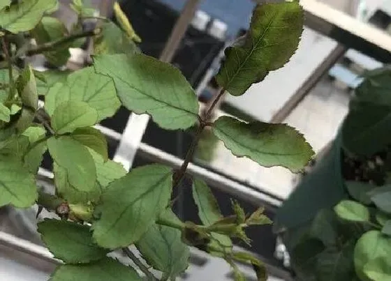 叶子发软|月季叶子发软下垂原因及补救方法
