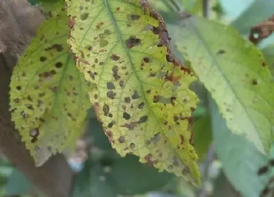 植物虫害|柿子树病虫害防治技术与方法措施