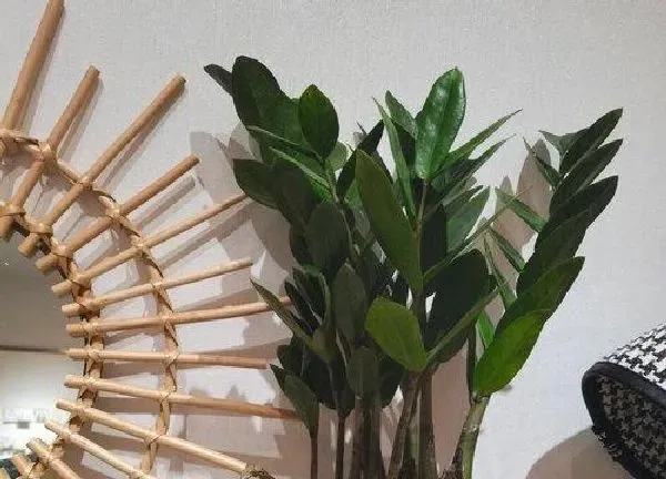 植物浇水|金钱树几天浇一次水最好