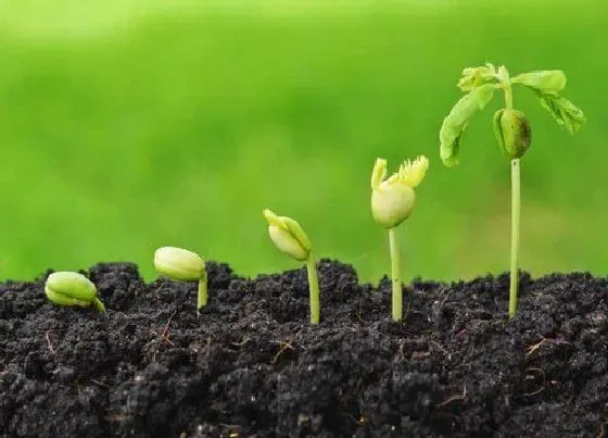 植物修剪|种子发芽后徒长怎么办